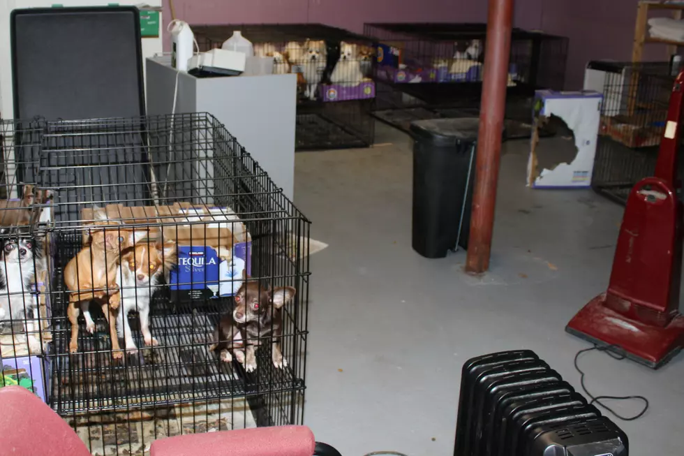 Police say 130 animals rescued from illegal mill in Scotch Plains home