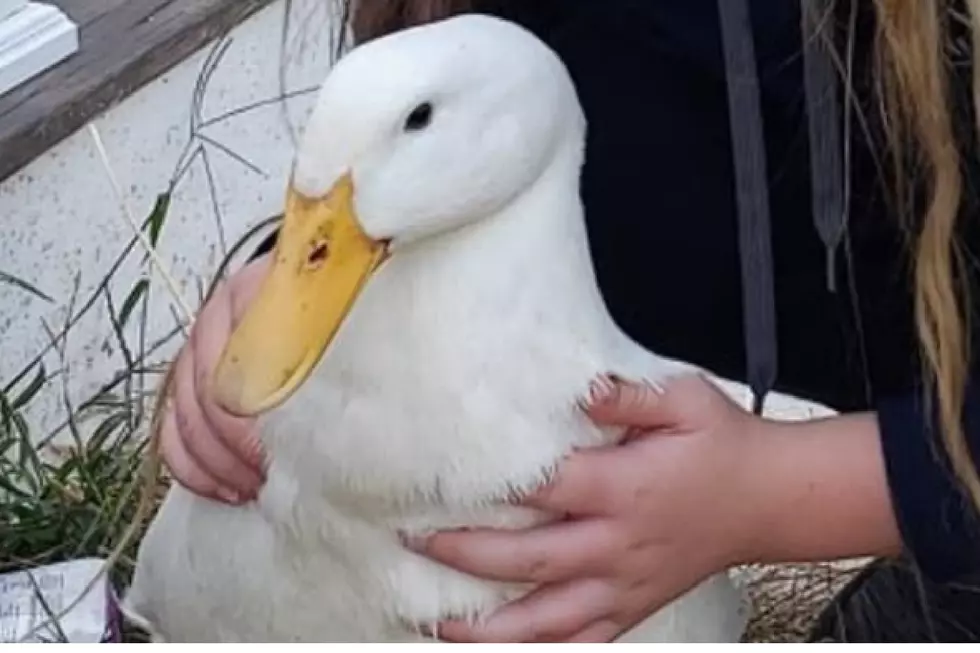 The Pleasure of Pet Duck Ownership - Birds.com