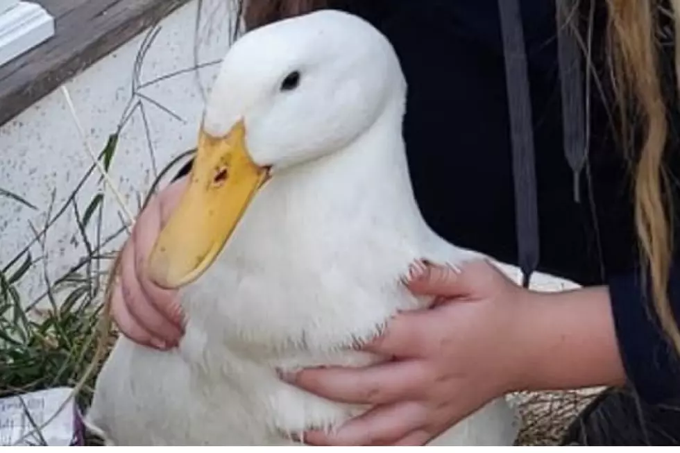 Help find this missing pet duck