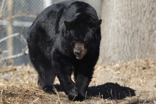 Be alert: Tips on how to defend against black bears in NJ