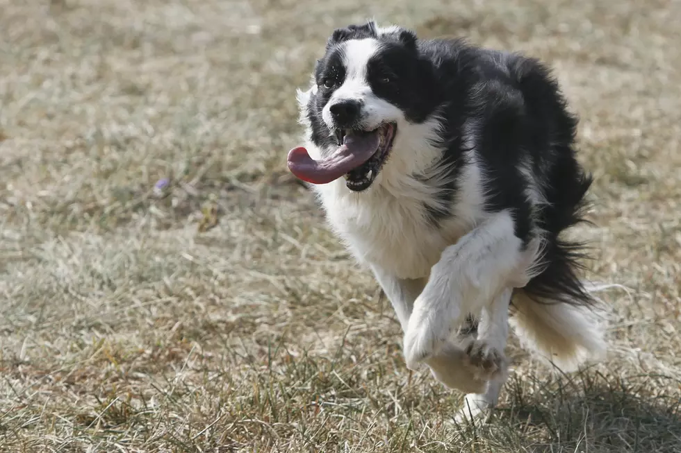 Border collie bites 2-year-old&#8217;s earlobe off