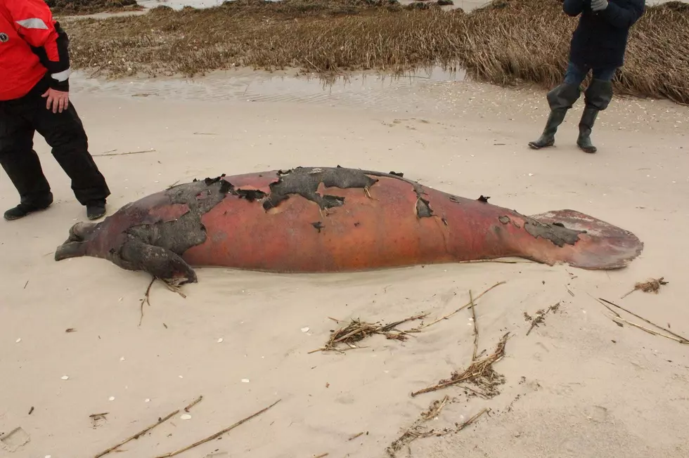 1,000-pound manatee washes up on Jersey Shore beach