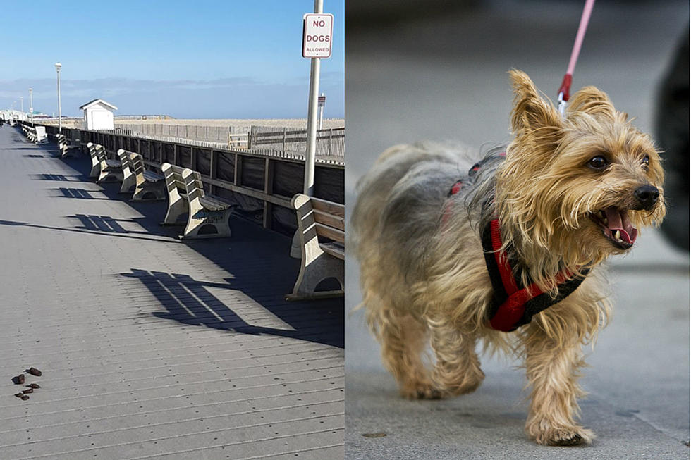 Poop on the Point Pleasant Beach boardwalk leads to dog crackdown