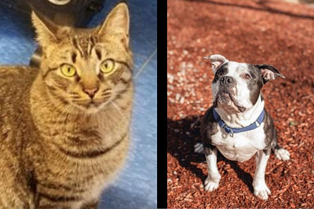 Staying home for coronavirus? Good chance to help animal shelters Staying home for coronavirus? Good chance to help animal shelters