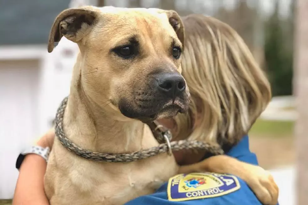 More dogs found covered in feces and urine, couple charged again