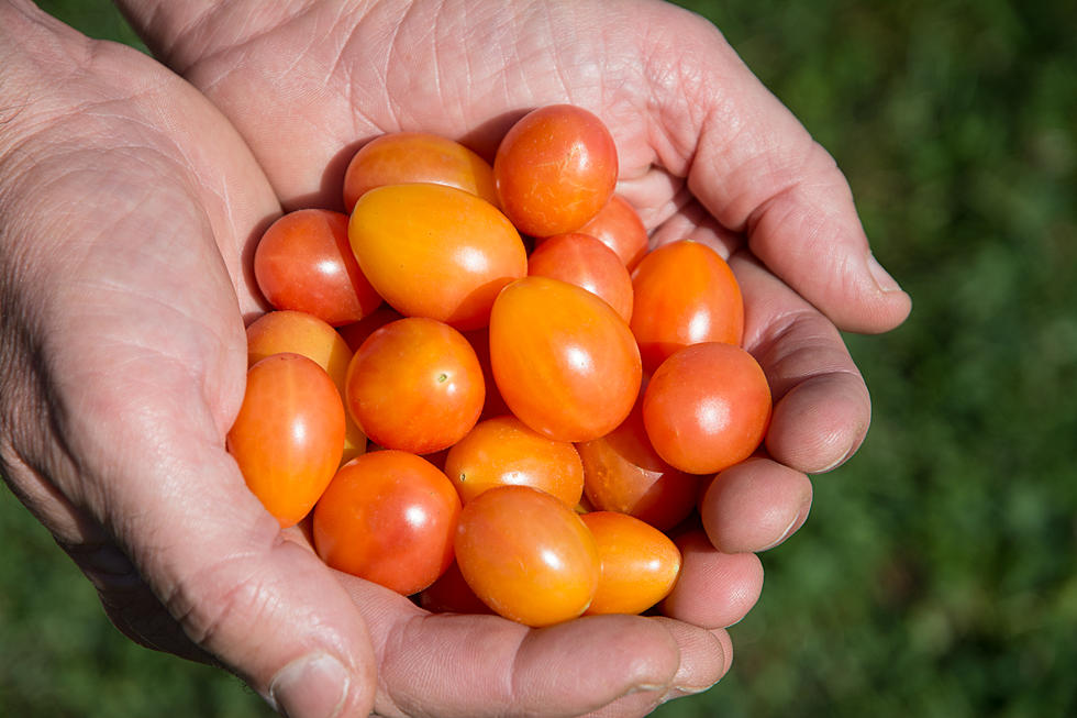 Rutgers Creates New Tomato With Unique Color