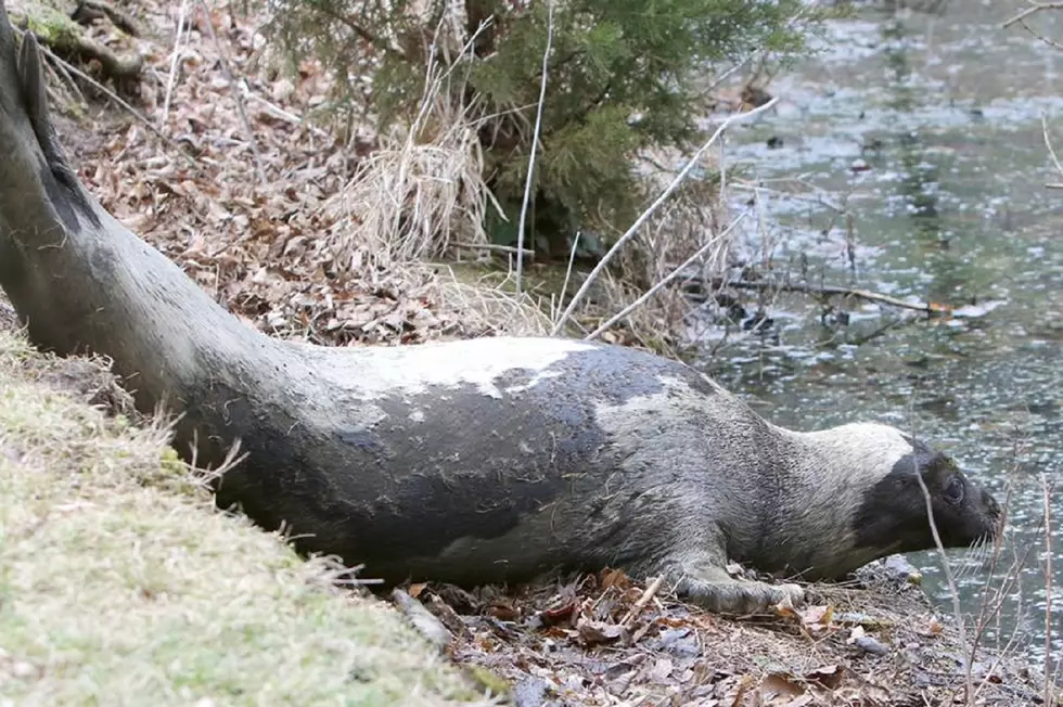 Harp seal recovers after being trapped in duck pond