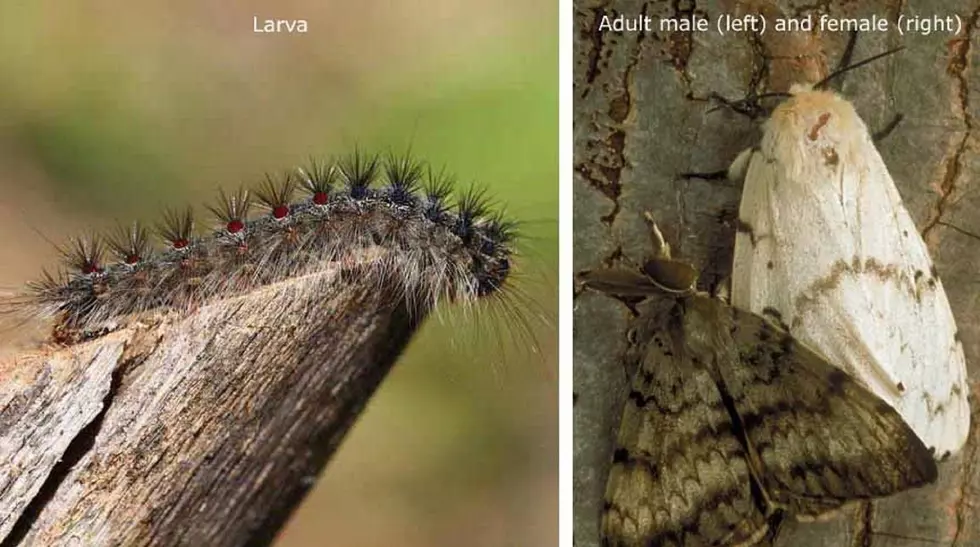 New Jersey Department of Environmental Protection, Invasive Species Council website