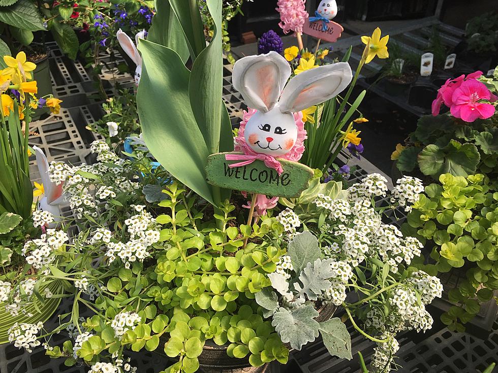 Easter Business Isn T Hopping For Nj Candy Shops Garden Centers