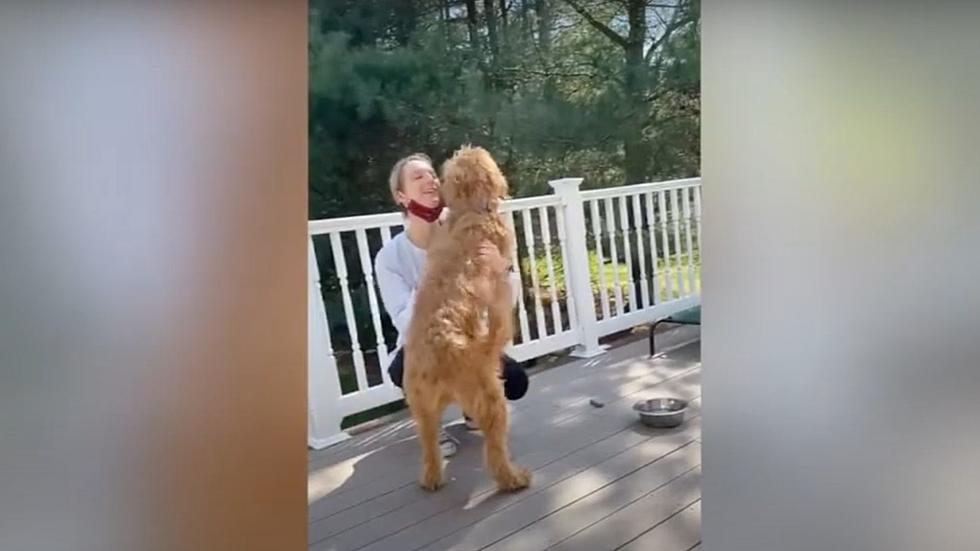 Front-line nurse sees her dog for first time in a month (Opinion)