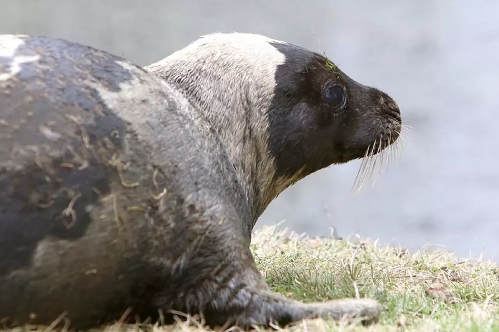 Harp seal that was stuck in duck pond dies at stranding center