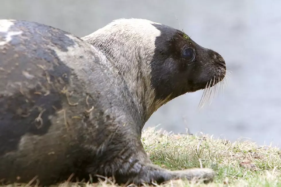 Harp Seal That Was Stuck in Duck Pond Dies at Stranding Center