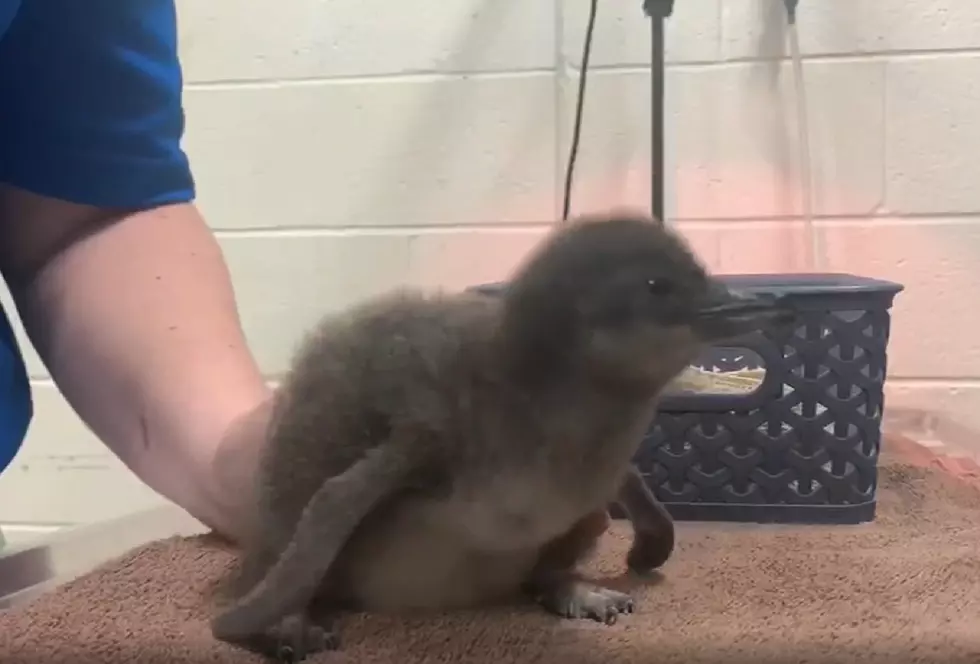 Adventure Aquarium Welcomes a New Baby Penguin