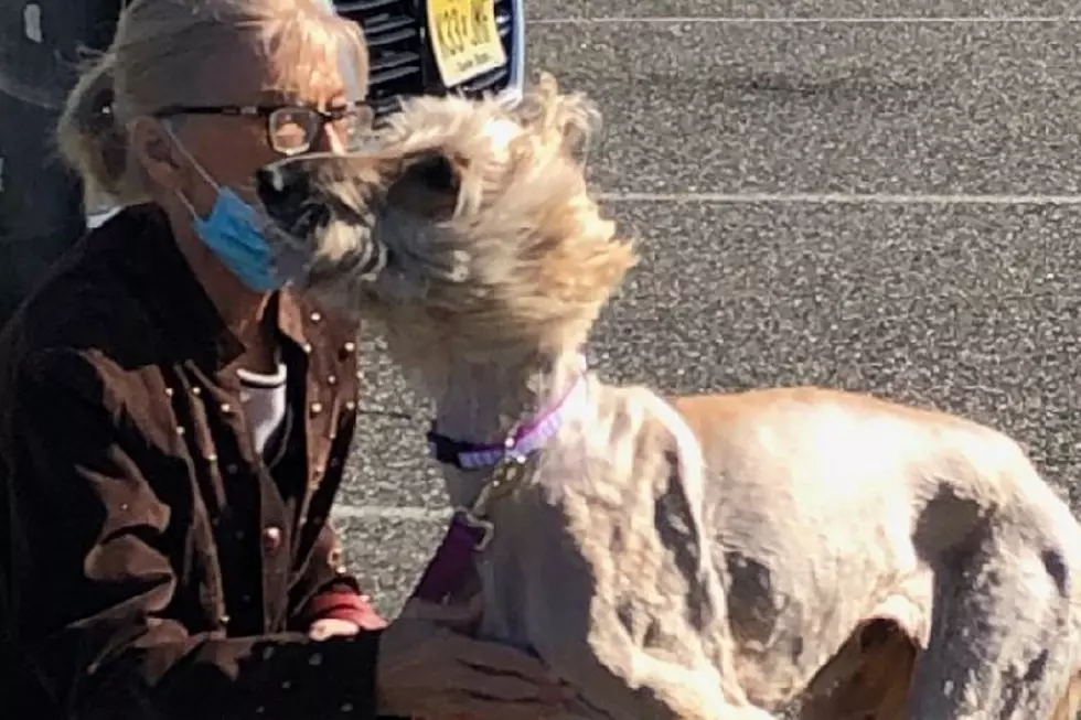 Owner reunited with dog who was given away by rescue