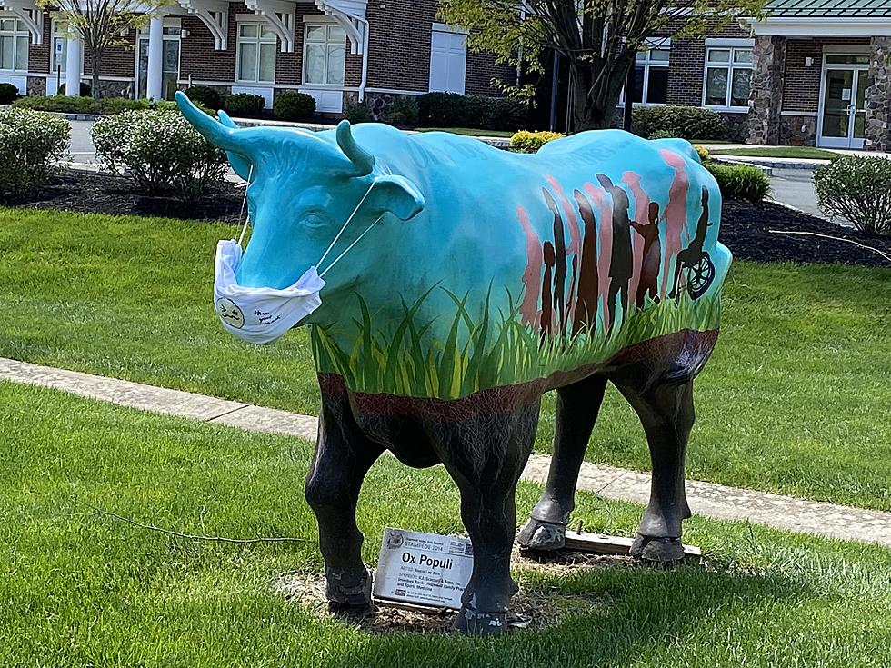 BOVID-19? Bovines spotted wearing masks in NJ