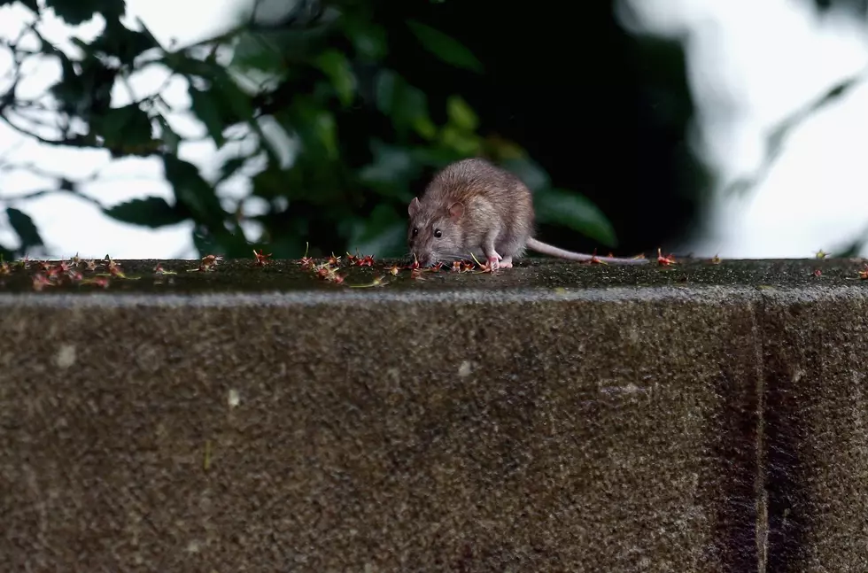 CDC warns of aggressive rats