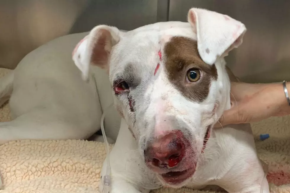 Pitbull Puppy Found In Street After Hit And Run Nj Rescue Group