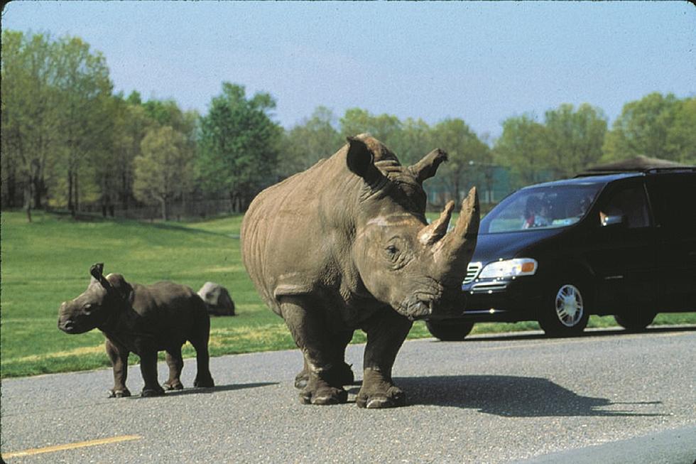 Great Adventure Drive Thru Safari Opens May 30th