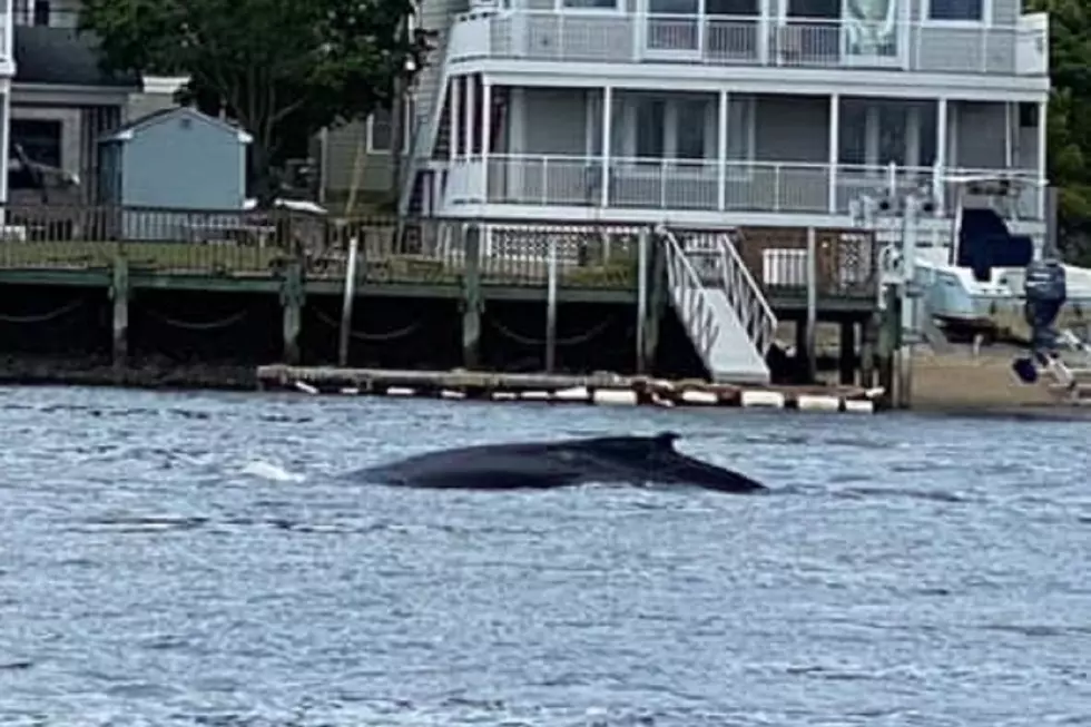 Humpback whale makes second appearance this week at Jersey Shore