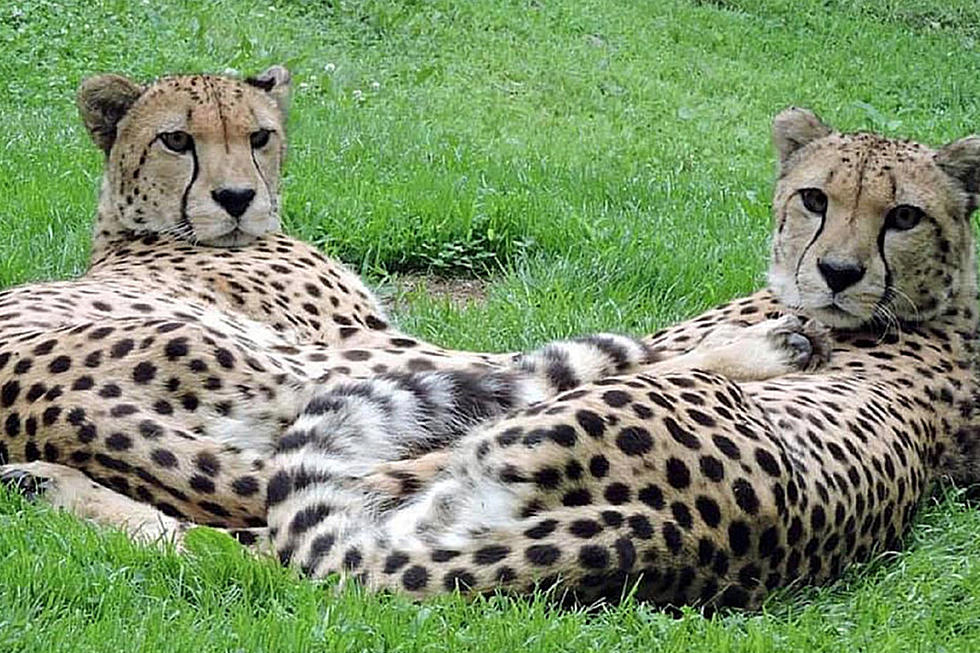 The Cape May Zoo is Open Once Again