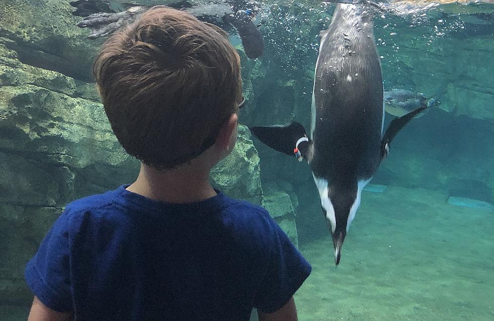 Turtleback Zoo is perfect antidote for kids’ COVID blues (Opinion)