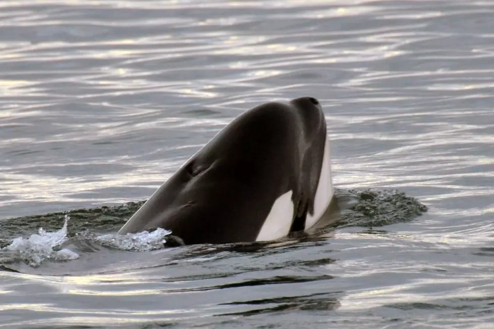 Are whales really that close to the beach in New Jersey?