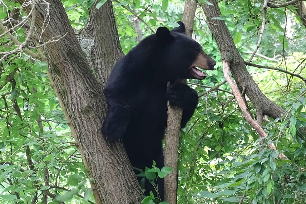 Have you seen him? Bear 'tours' Jersey towns, cops say stay away