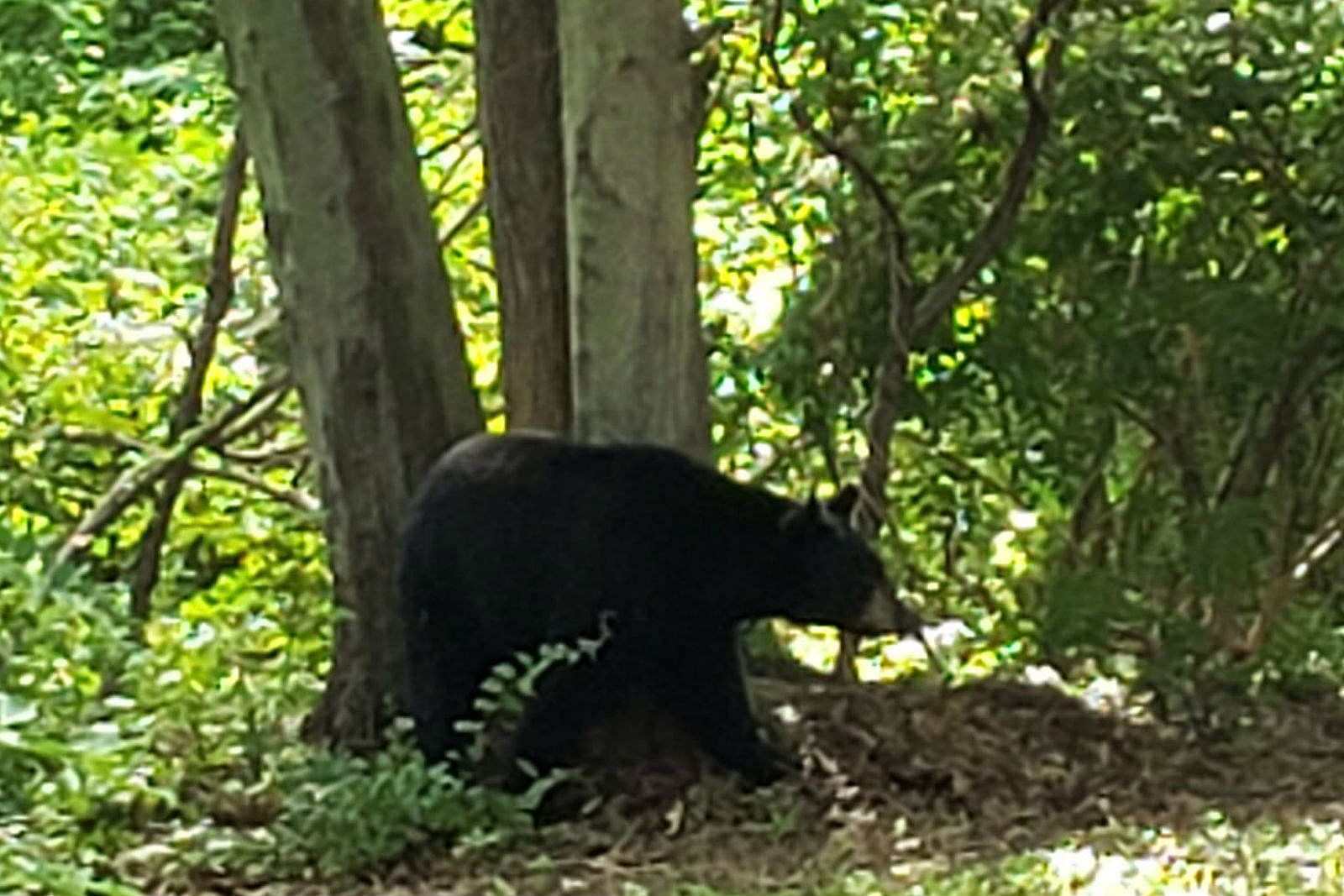 2nd bear attack in NJ is just the beginning (Opinion)
