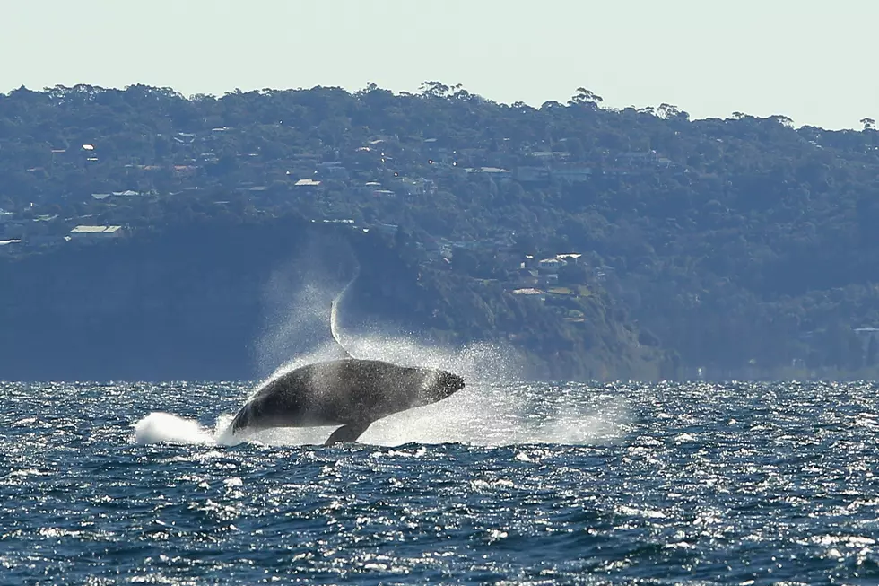 Humpback Whale Waves Hello To Boaters Off Coast Of New Jersey