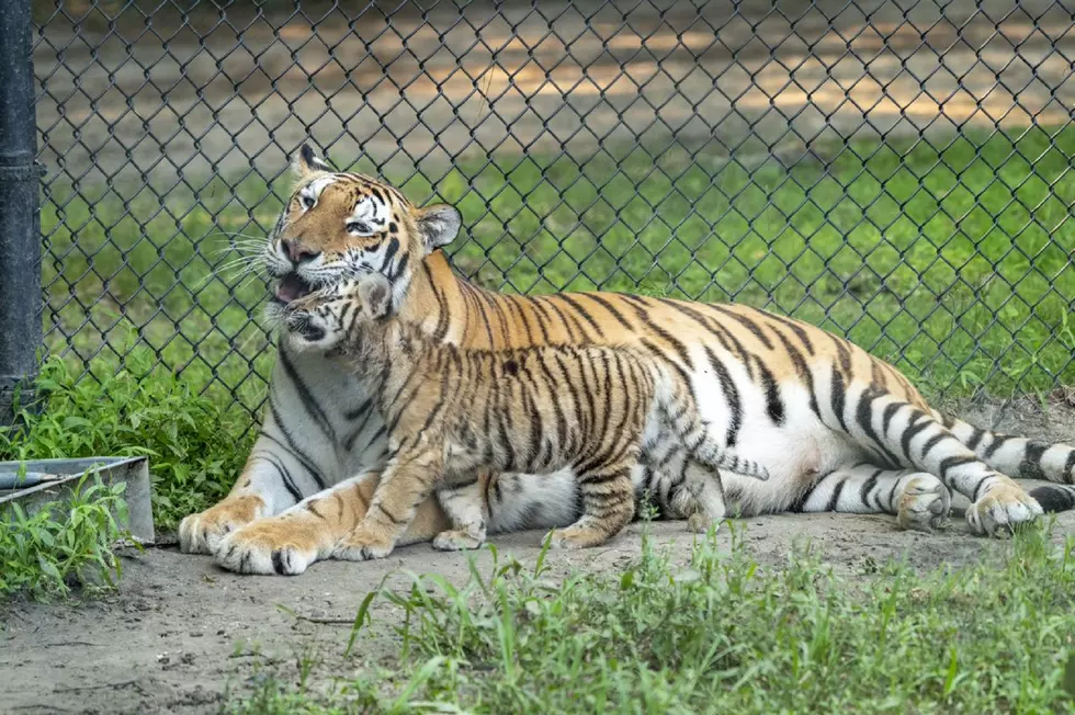 Adorable tiger cubs born at Six Flags Wild Safari
