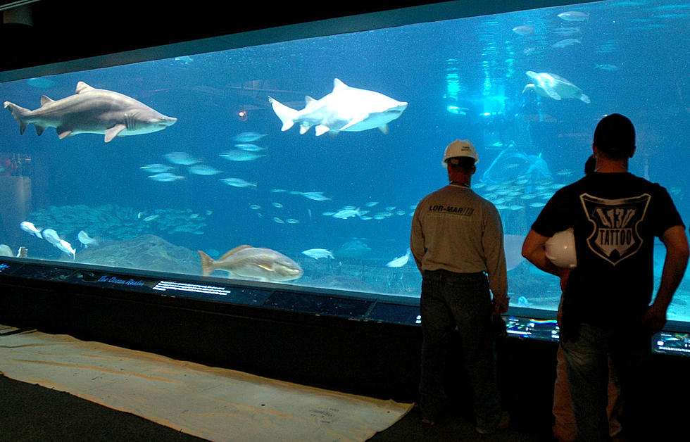 Aquarium in New Jersey is up for &#8216;best in the nation&#8217; honors