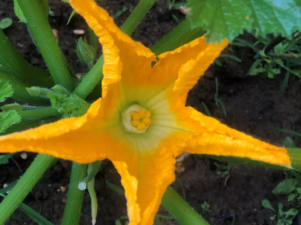 Mike Brant’s tips and tricks to growing zucchini