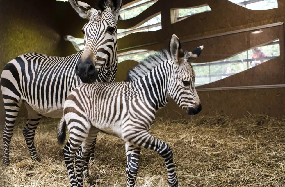 This adorbs baby zebra needs your help