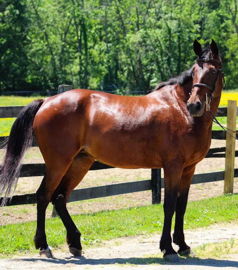 Cream Ridge group cares for retired racehorses — but needs help