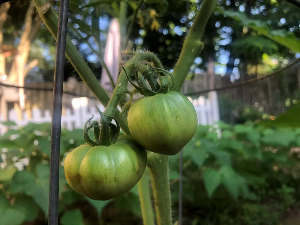 Why March is the perfect time to start your garden in NJ