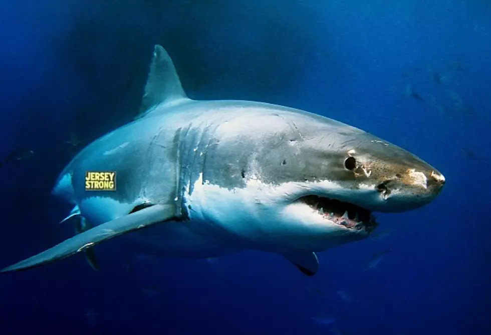 Great white sharks are closer to the NJ beaches than you might think