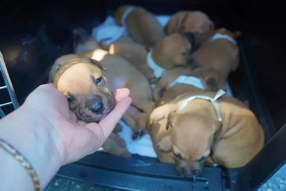 Owner of dogs left in sweltering Asbury Park garage charged with cruelty