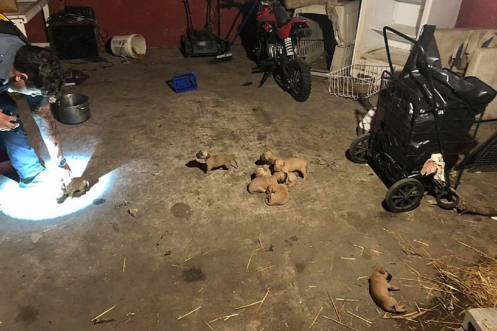 Adult dogs, puppies found abandoned in scorching Asbury Park garage; one died