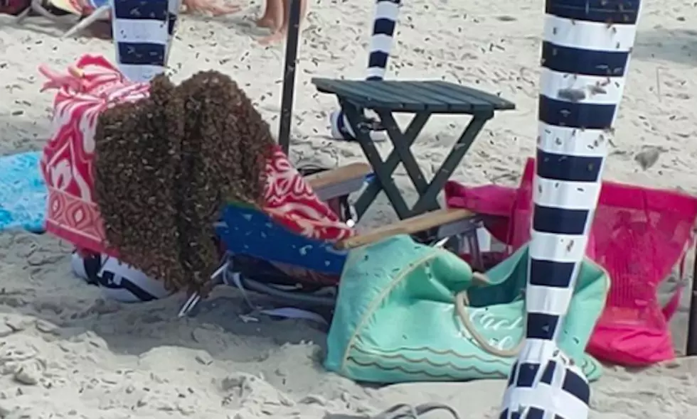 Swarm of misguided bees ruins beach day in Cape May (Opinion)