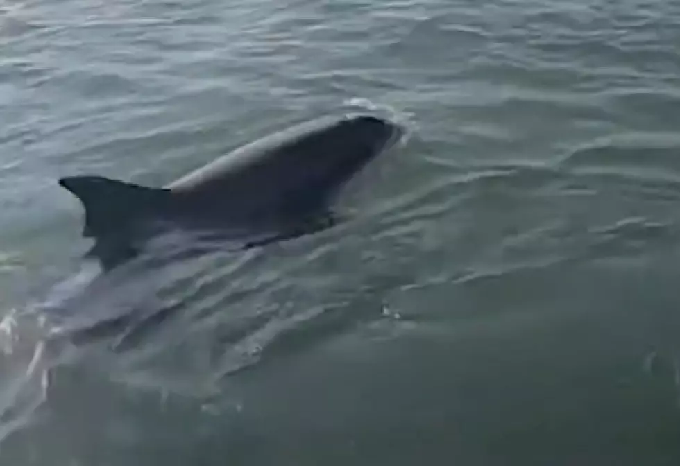 Watch pod of dolphins play with NJ paddle boarder