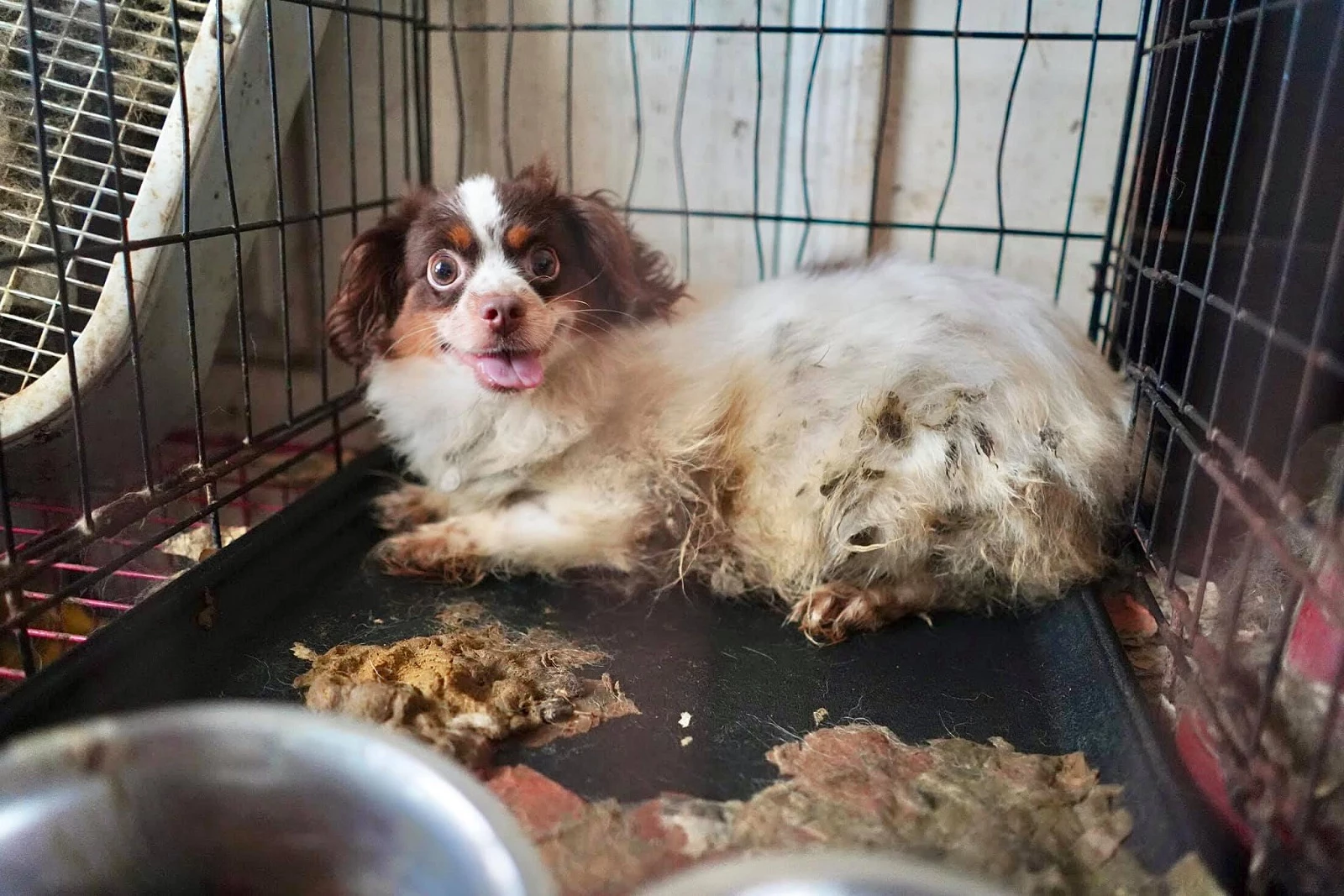 60 dogs removed from filthy Monmouth 