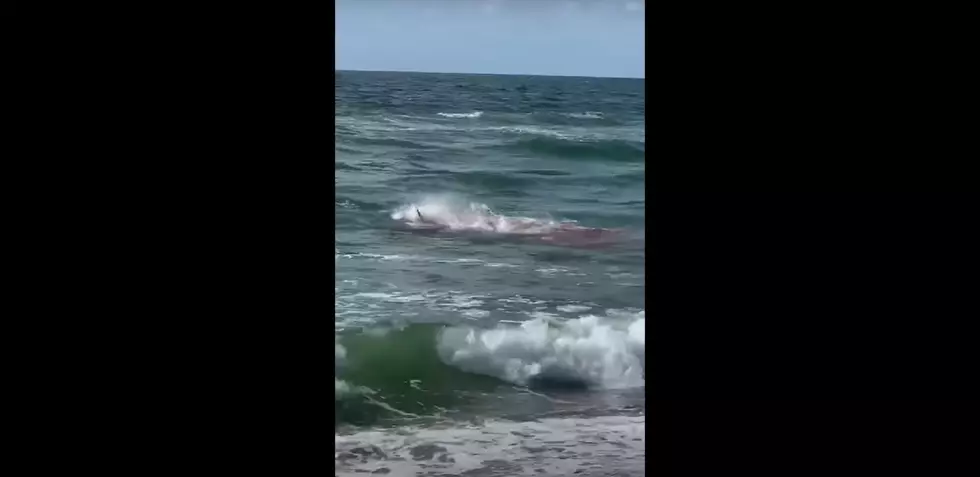 Shark attacks dolphin and it’s caught on video