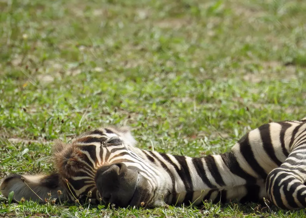 You can help name the new zebra born at the Cape May Zoo