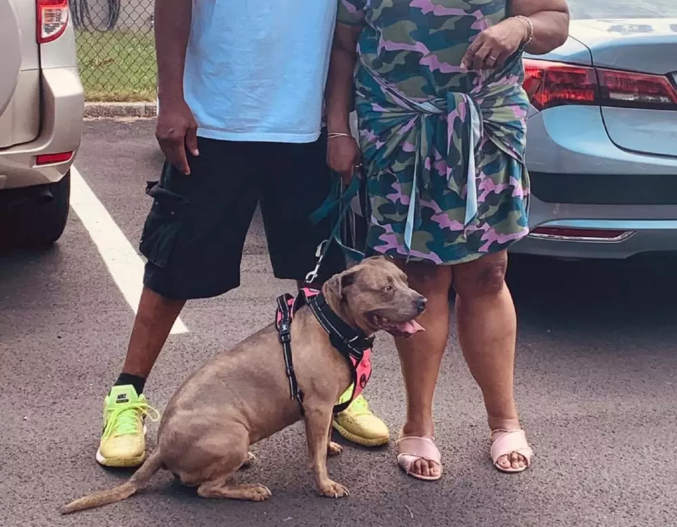 Shelter dog adopted after seven years