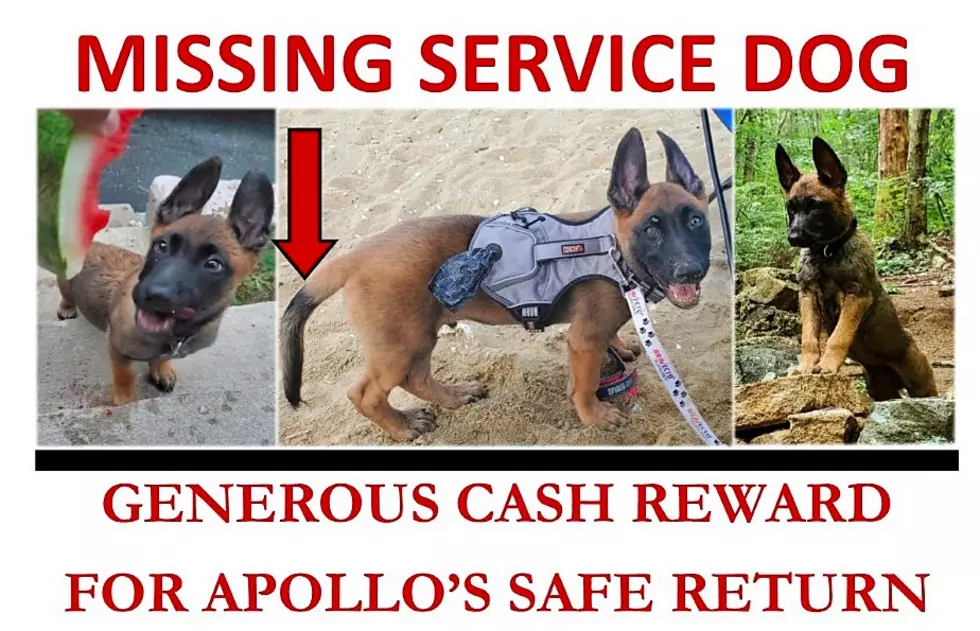 Help find this veteran Marine’s missing dog