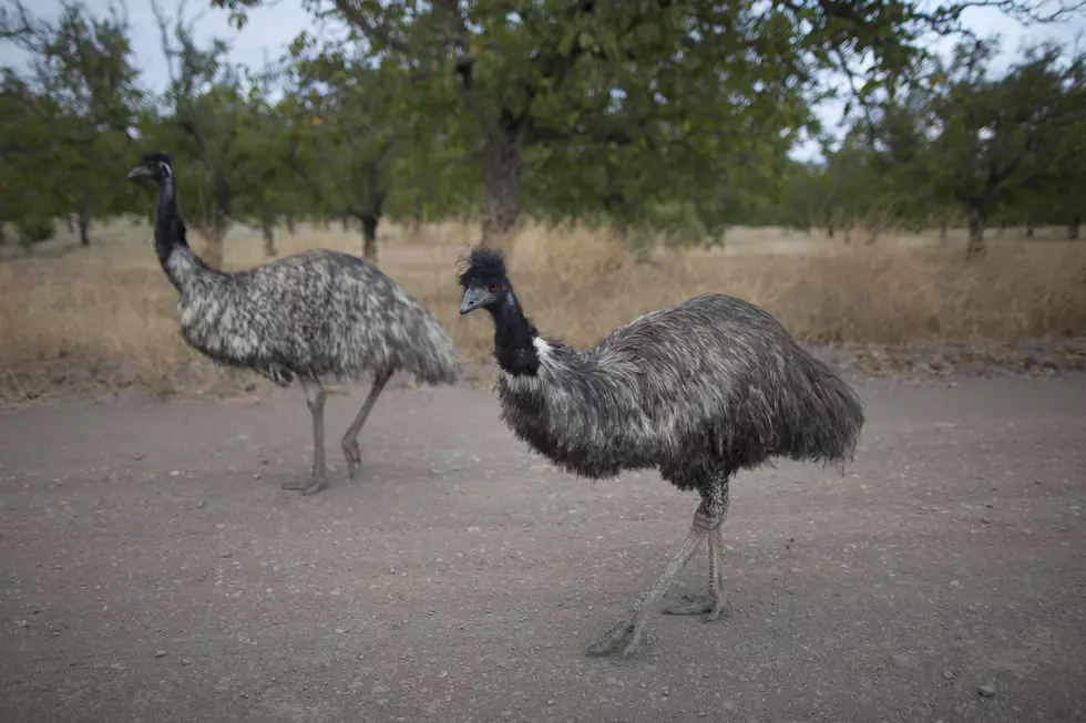 Nothing to see here, just an emu loose in your neighborhood