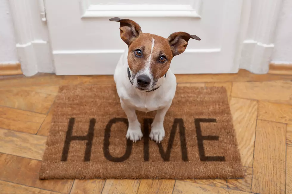 After months at home, how will pets cope when we go back to work?