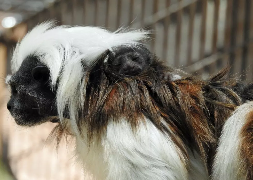 Adorable, endangered monkey born at Cape May Zoo