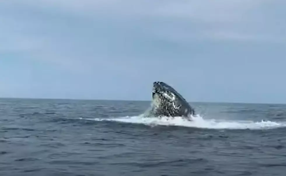 Humpback Whale Waves Hello To Boaters Off Coast Of Cape May