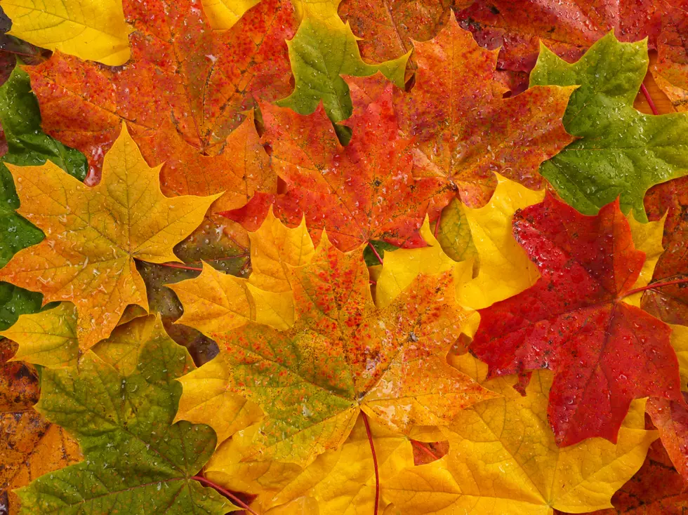 Brilliant fall colors showing up slightly earlier in NJ this year